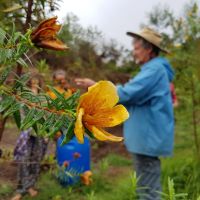 Fleur Jaune (Hypericum Lanceolatum) en premier plan, et explication des propriétés et vertus des plantes médicinales avec Bruno Gheeraert Fleur Jaune (Hypericum Lanceolatum) en premier plan, et explication des propriétés et vertus des plantes médicinales avec Bruno Gheeraert