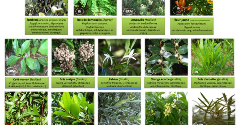 Plantes médicinales de La Réunion inscrites à la Pharmacopée Française
