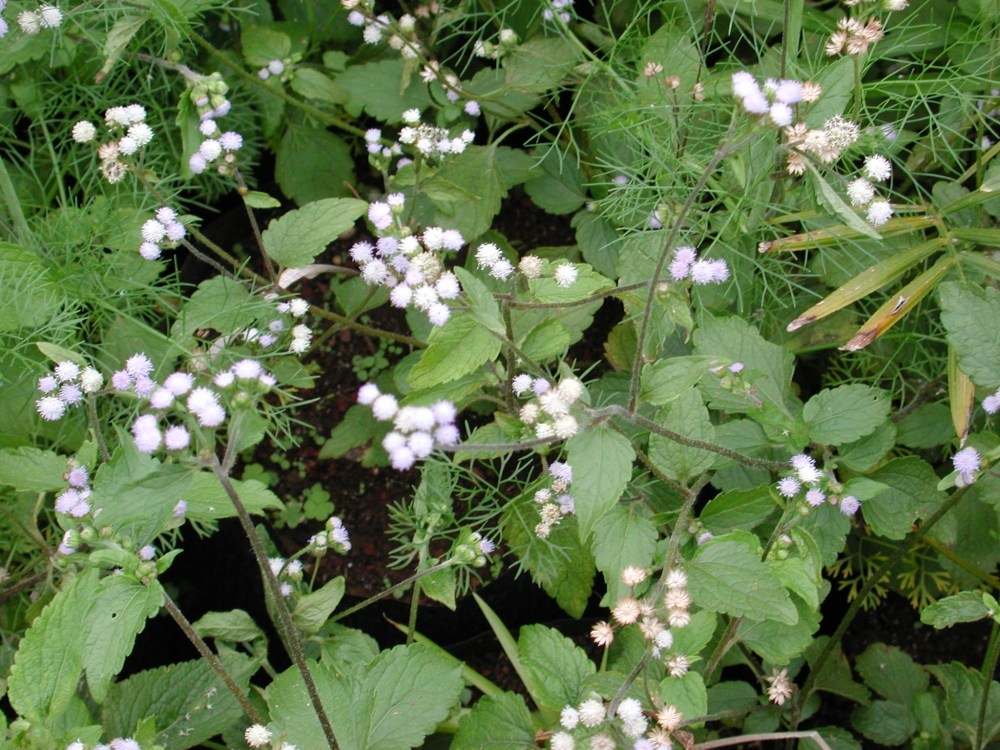 Herbe à bouc