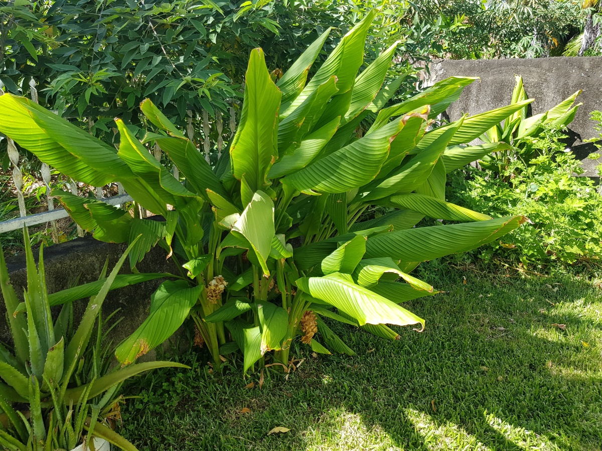 Curcuma