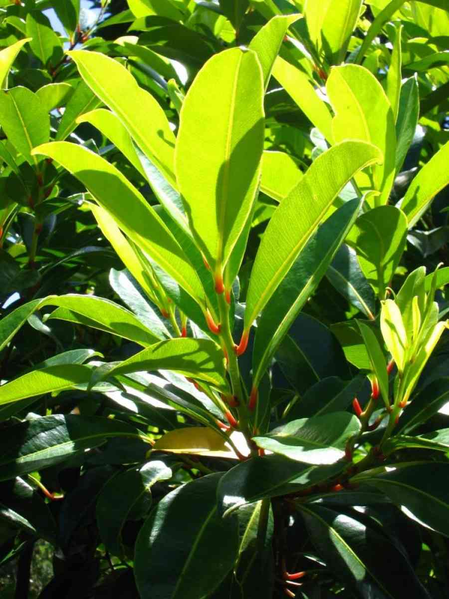 Bois de pêche marron