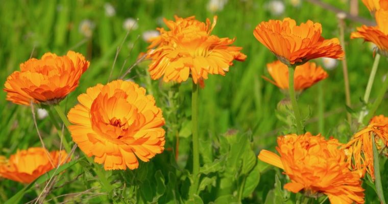 Calendula ou souci des jardins